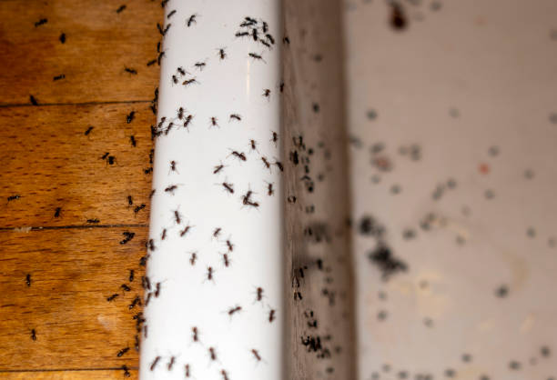 Best Pest Control Cost  in Woonsocket, RI