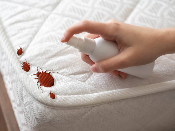 Best Ant Control Services  in Woonsocket, RI