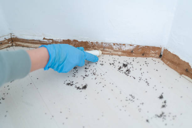 Best Pest Control Near Me  in Woonsocket, RI