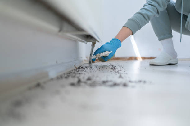 Best Spider Control Near Me  in Woonsocket, RI
